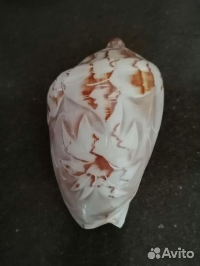 Морские раковины