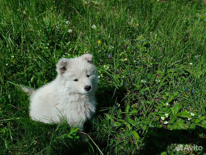 Самоедская лайка щенки