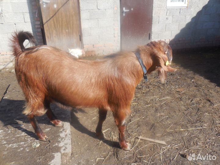 Козлик 50% шами,50% нуб