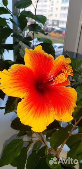 Сортовые гибискусы