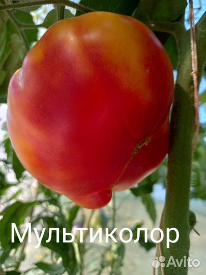 Семена коллекционных сортов томатов