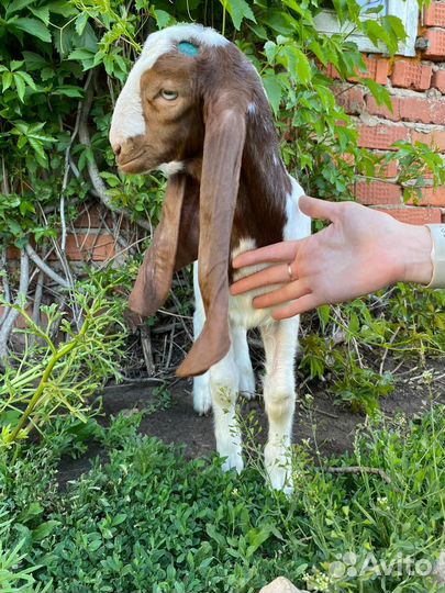 Козлята камори