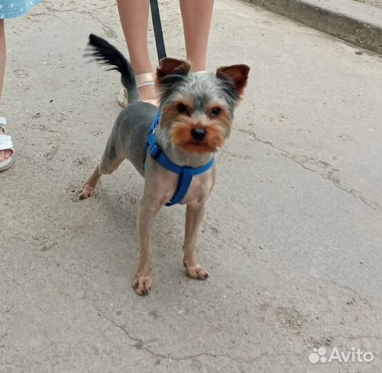 Отдам йорка