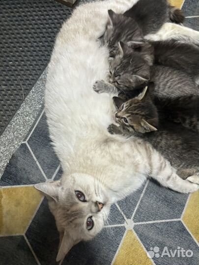 Шотландские котята