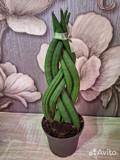 Сансевиерия твистер