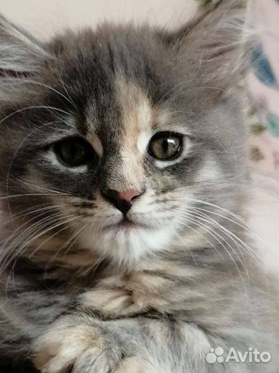 Котята мейн-кун