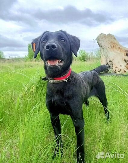 Нора ищет дом и заботливого хозяина 9 мес