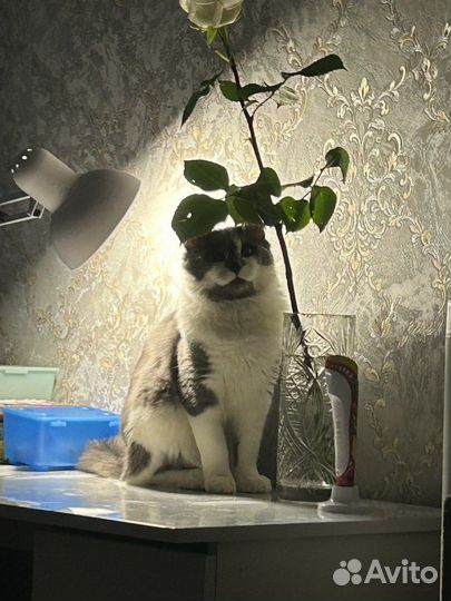 Котик в добрые руки