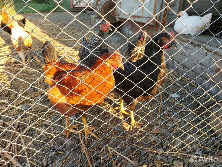 Молодые петухи