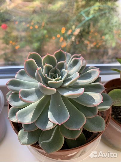 Суккуленты