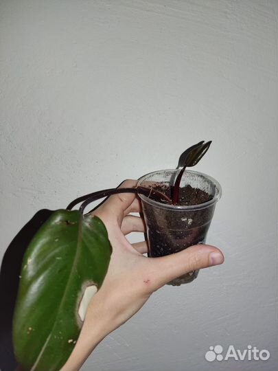 Филодендрон розовая принцесса