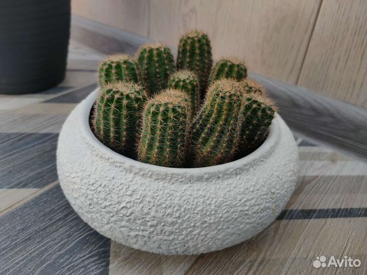 Кактусница