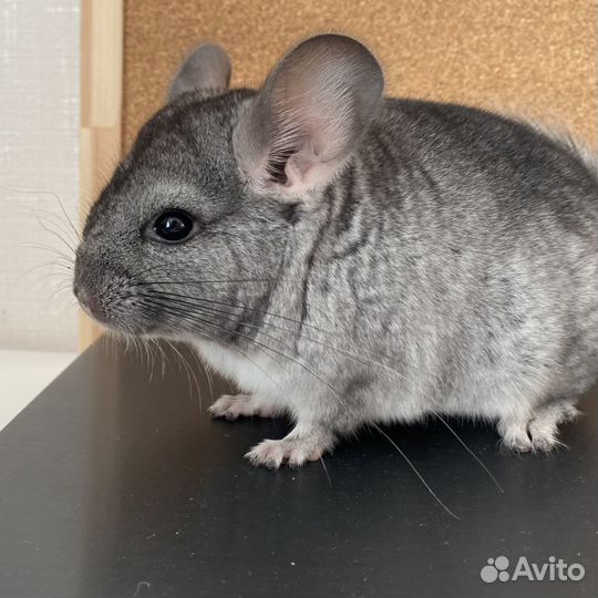 Шиншилла девочка