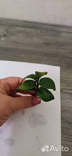 Замиокулькас Зензи Жук