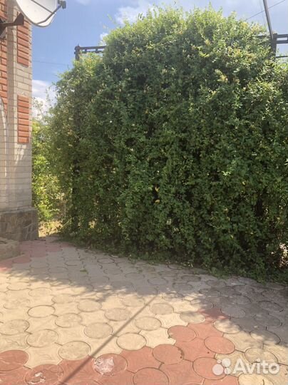 Декоративная вечнозелёная лиана каприфоль