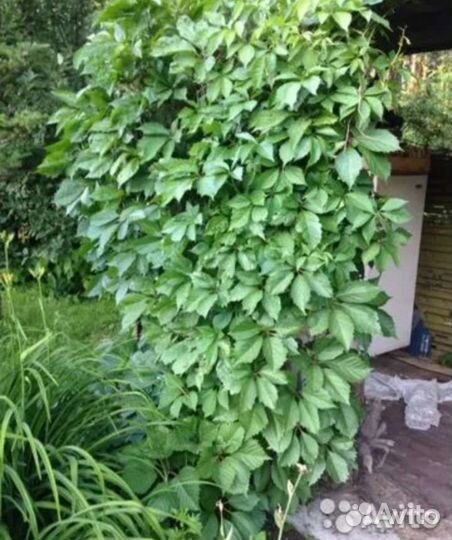 Саженцы девичий виноград, почтой