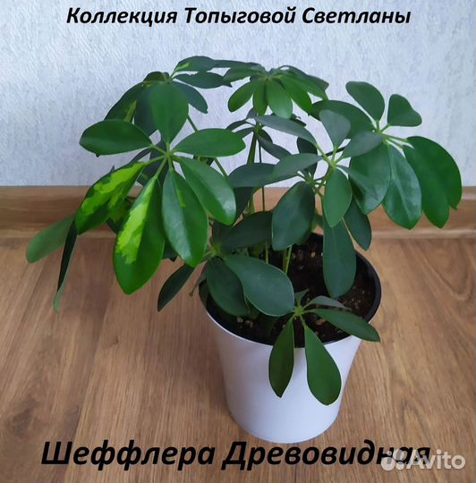Комнатные цветы шефлера