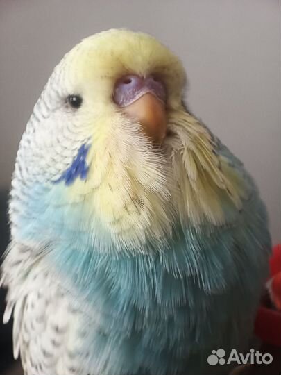 Ручной птенец, самец ввп (Чех)