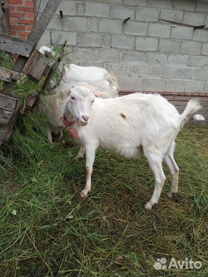 Продаю всех