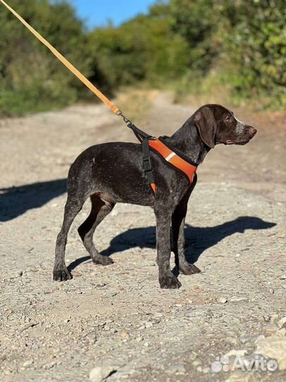 Курцхаар в добрые руки