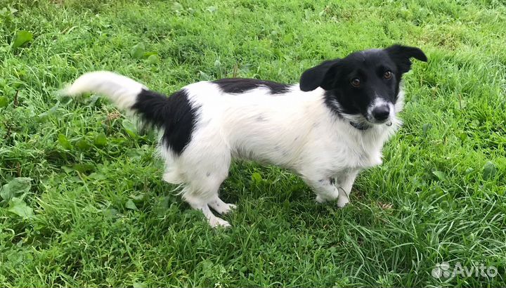 О дам коротколапую небольшую собачку