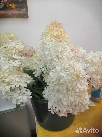 Гладиолусы и гортензии