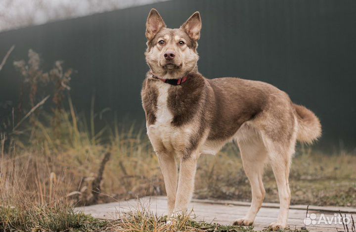 Шоколадка в добрые руки