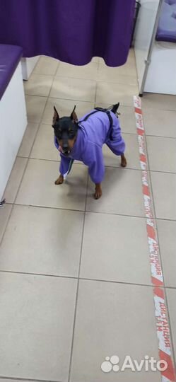 Комбинезон для собак р.М зима/осень (цвергпинчер)