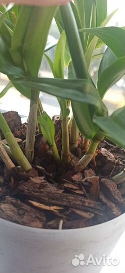 Орхидея Дендробиум кинг Берри ода (детки)