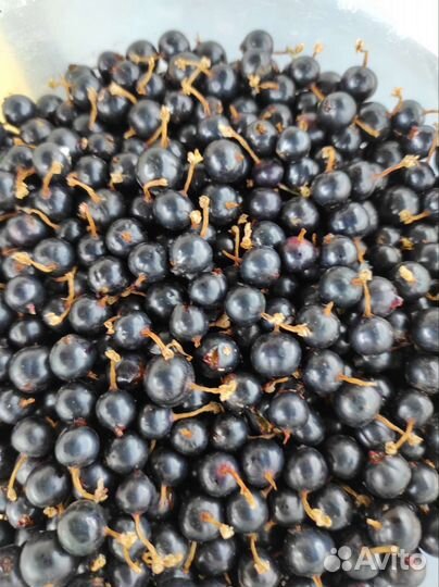 Крыжовник,черная смородина