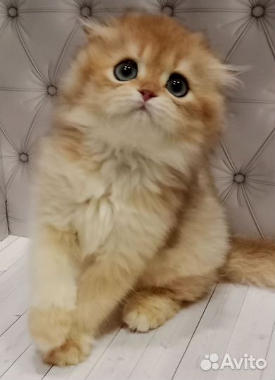 Шотландский мальчик