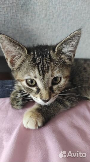 Котенок в добрые руки