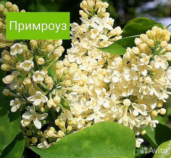 Сирень Прим роуз