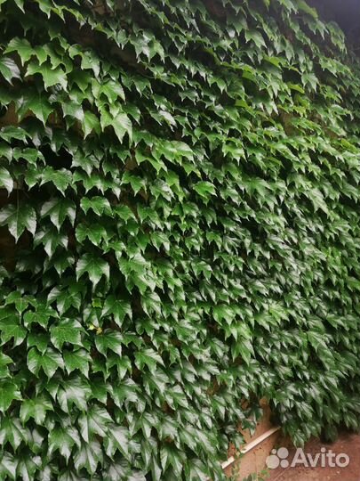 Бостонский плющ