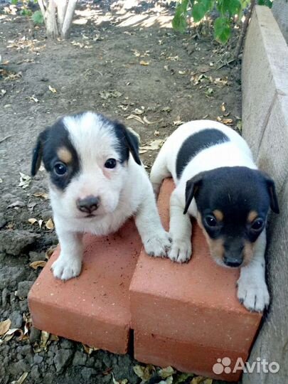 Отдам бесплатно щенков в добрые руки