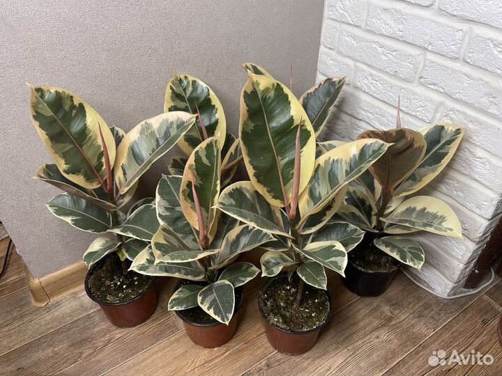 Фикус эластика тинеке комнатные цветы