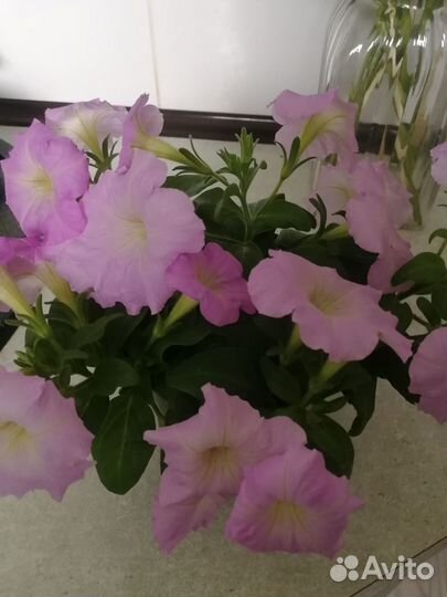 Рассада цветов (петуния, виола, лобелия и др.)