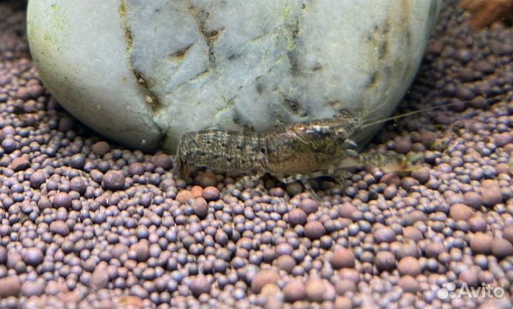 Рак карликовый синий (Cambarellus diminutus)