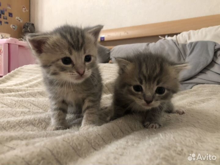 Шотландские котята