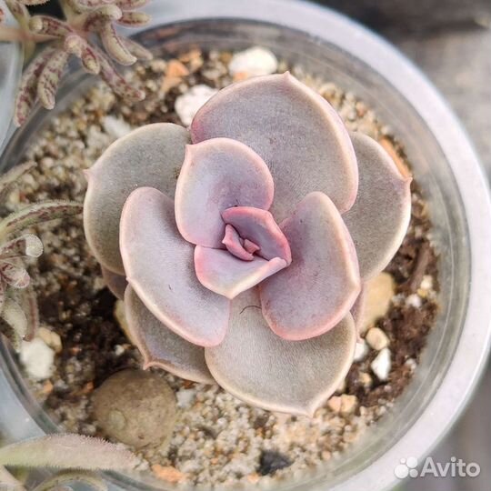 Суккуленты