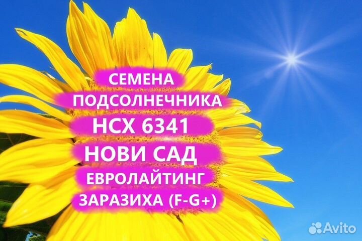 Семена подсолнечника нсх 6341 Евролайтинг Гибриды