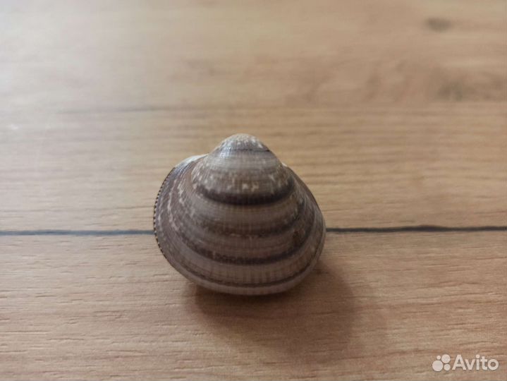 Морская раковина