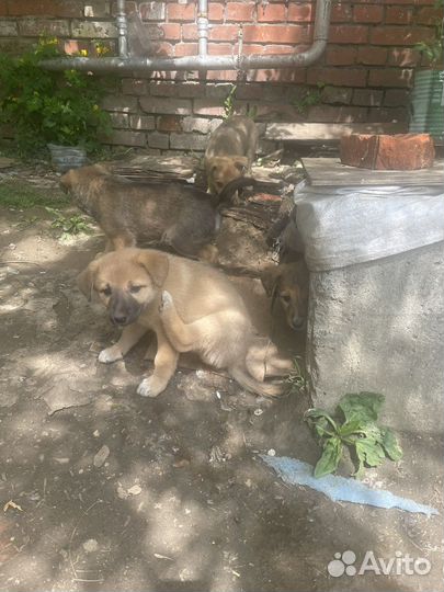 Собаки бесплатно