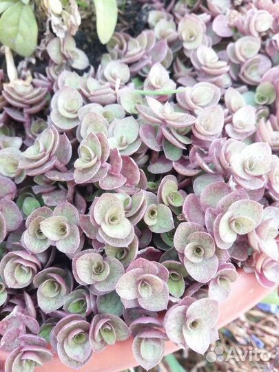 Каллизия пурпурная