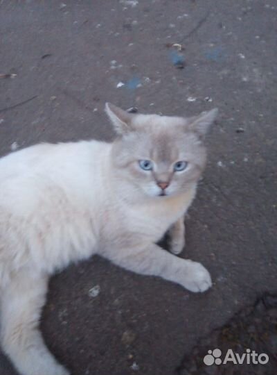 Котик