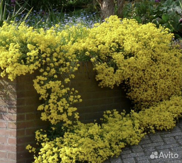 Алиссум скальный, семена