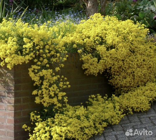Алиссум скальный, семена