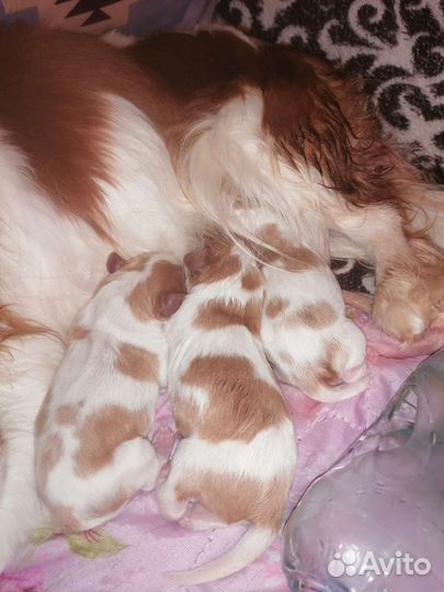 Кавалер Кинг Чарльз Спаниель