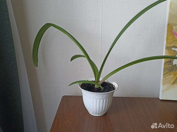 Гиппиаструм