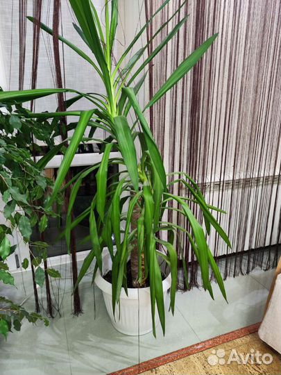 Комнатные растения цветы бесплатно